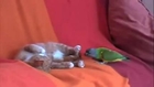 Cute Kitten Teaches Parrot A Lesson