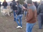 Elmalıdan Volkanın katil arap vs Kumluca baş köpeği nacakcının Aslan