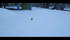Cute Small Dog Jumping In Snow - Funny Dogs - Cute Dogs