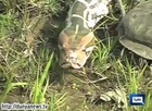 Dangerous snakes spreading terror in Gujranwala