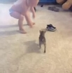 Kitten Attack - Funny Vines - Funny Vines Videos