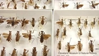 19 New Praying Mantis Species Found, One Named After Al Gore
