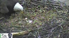 Egg hatches in bald eagle's Pittsburgh nest