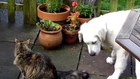Cat loves cutest golden retriever puppy