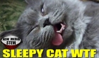 SLEEPY KITTEN Playing Dead Cat WTF!