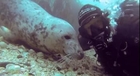 GoPro Seal Likes Belly Rubs - Seal Belly Rub