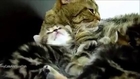 FUNNY VIDEOS- Funny Cats - Funny Cat Videos - Funny Animals - Fail Compilation - Kitten Fails