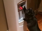 Cat drinks from water cooler