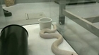 Un cobra remis au zoo de Los Angeles après avoir été retrouvé dans une arrière-cour en Californie