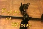 Puppy Yorkshire Terrier vs. Mirror