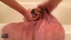 Dog Shampoo movie about how to give bath to a dog