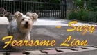 Yorkshire Terrier in Slow Motion - Fearless Lion
