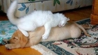 Cute animals waking each other up
