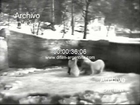 DiFilm - Osos polares en el jardin zoologico de Nuremberg 1957