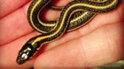 102 Garter Snakes Found In Canadian Family's Home