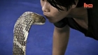 Exclusive Video of Man Kissing King Cobra