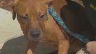 8 dogs rescued from suspected dog-fighting ring recovering
