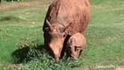 Video of Oklahoma City Zoo’s Baby Rhino Taking First Steps Is Pure Joy