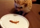 Hungry Hedgehog Munches on Live Bugs