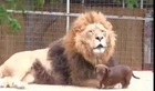 Dachshund Making Out With Giant Lion