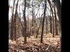 real ghost sighting in a forest ultrasensor cameras