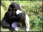 Sloth Bear attacking man in Assam