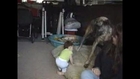 Dog Tickles Baby