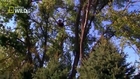 American Bald Eagle - Flying, Hunting [Full Nature Wildlife Documentary]