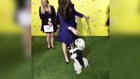 Adorable Brewers Mascot Dons Black Tie for World Dog Awards