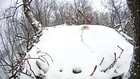 Heroic snow-covered bald eagle protects her eggs