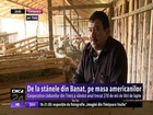 De la stânele din Banat, pe masa americanilor. Cooperativa ciobanilor din Timiș a vândut anul trecut 270.000 de litri de lapte