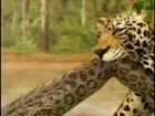 Anaconda vs Jaguar - Dailymotion