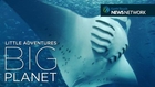 Manta ray SOS: Saving the ocean’s gentle giants