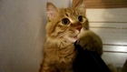 #2 Funny Cat Loves Vacuum Cleaner ! - Кот Обожает Пылесос !