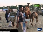 Dunya News - Bahawalpur: More than 40 camels participated in Camel's competition