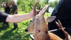 Hunting in Poland ; Roe buck hunt; Driven hunt ;red deer hunt