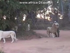 Man Attacks Lion and tickles his Nuts!!