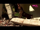 Dog rescue videos Lola finds people after Earthquakes   Extraordinary Dogs