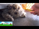 Tiny Yorkie almost gets crushed by propane tanks! NEW Hope For Paws rescue video!